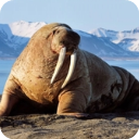 虫虫漫画登录页面免费漫画网页版模拟器最新版下载-虫虫漫画登录页面免费漫画网页版模拟器安卓版下载v1.1.9